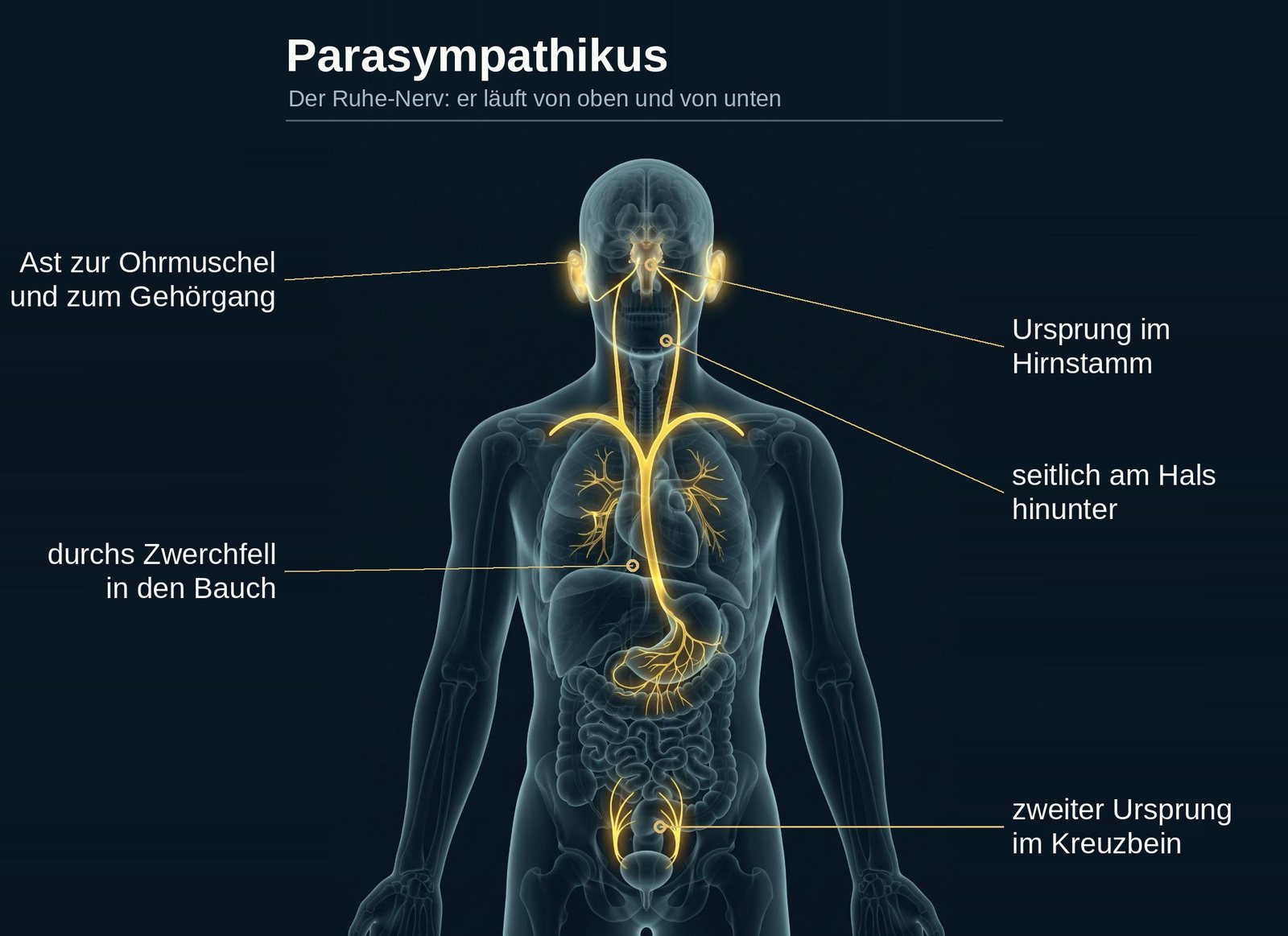Schaubild: der Parasympathikus verläuft vom Hirnstamm über den Hals und vom Kreuzbein aus