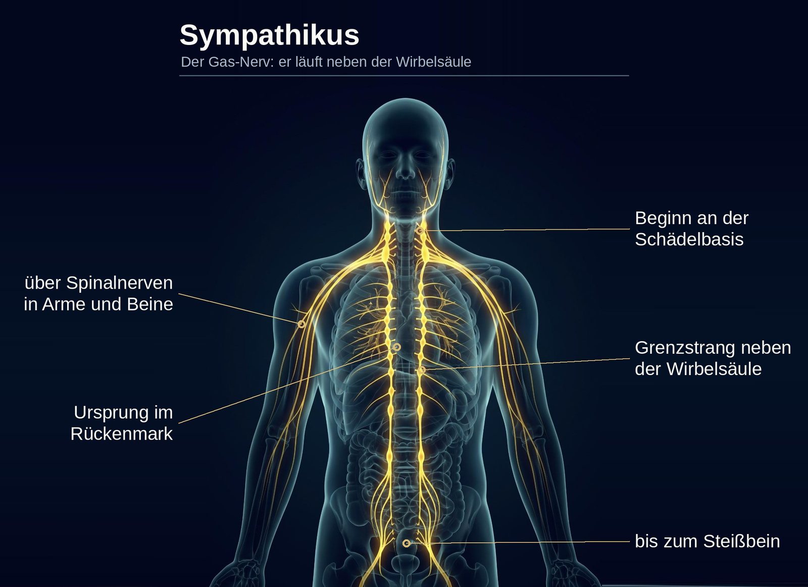 Schaubild: der Sympathikus verläuft als gelbe Nervenkette rechts und links neben der Wirbelsäule
