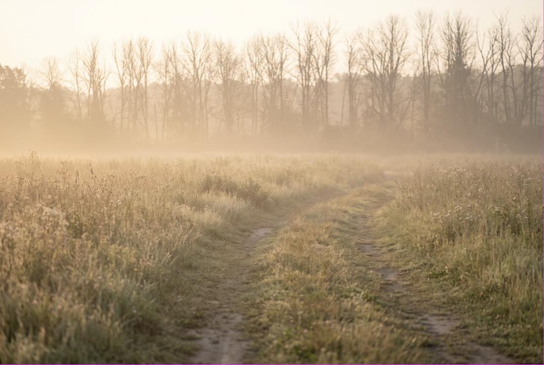 Ein Feldweg führt durch eine nebelverhangene Wiese im Morgenlicht