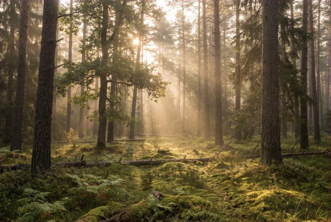 Sonnenlicht fällt in Strahlen durch einen Wald auf eine bemooste Lichtung